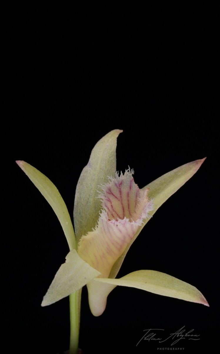 Dendrobium macrostachyum Lindl.